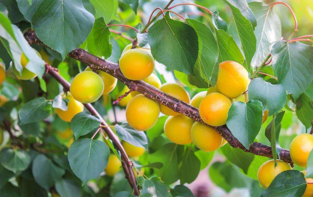 1,品种原因因为杏树的品种不同,它们发生裂果的几率和裂果程度也会有