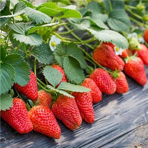 恒青生态农业园-草莓