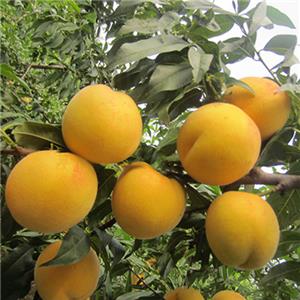 国培家庭农场-黄桃